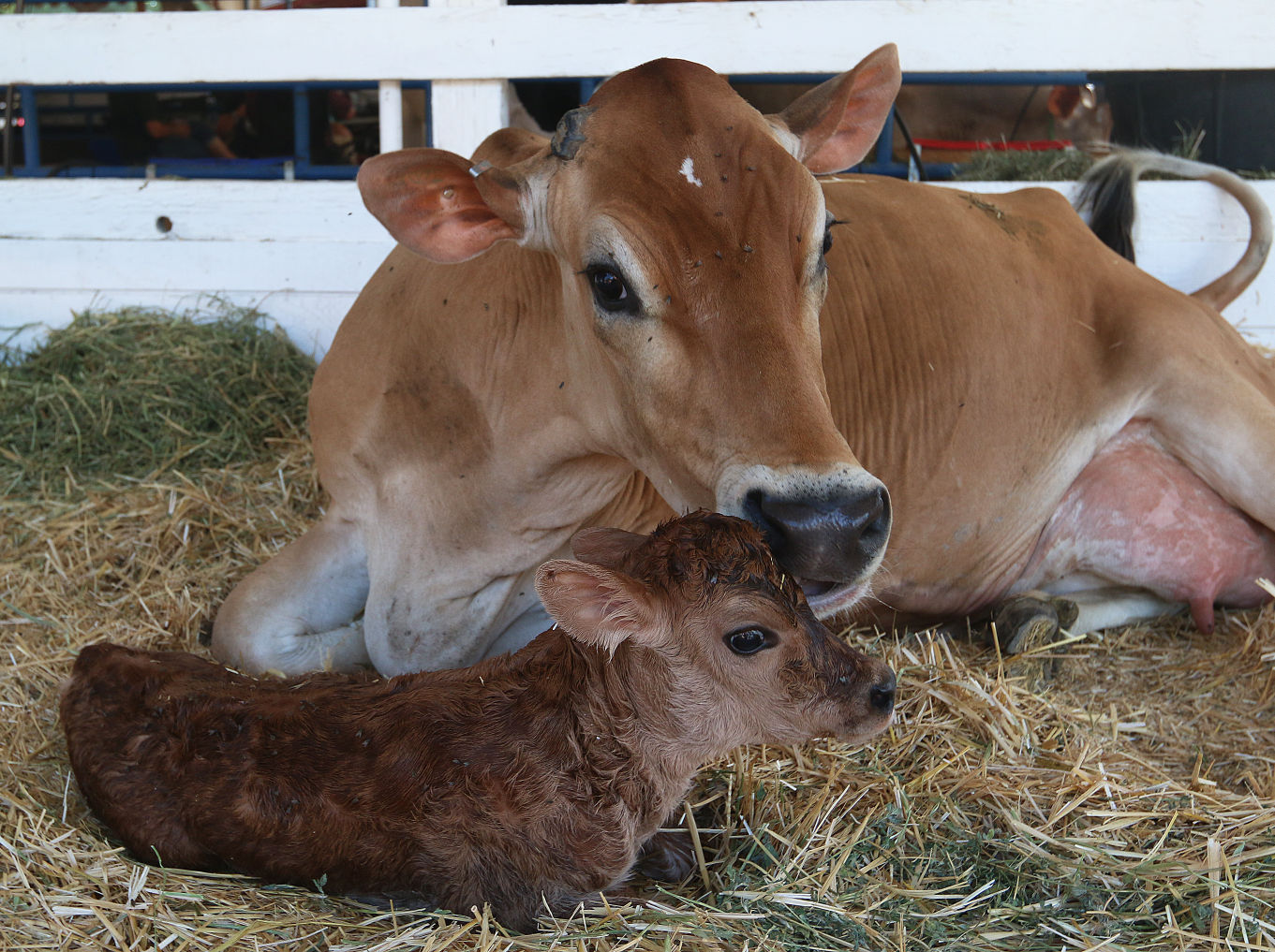 Second day of Kings fair Kids and cows